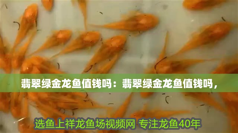 翡翠綠金龍魚值錢嗎：翡翠綠金龍魚值錢嗎，