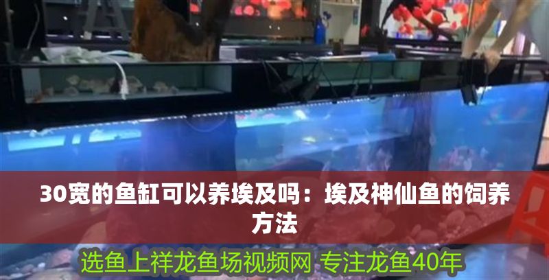 30寬的魚缸可以養埃及嗎：埃及神仙魚的飼養方法 30寬的魚缸可以養埃及嗎：埃及神仙魚的飼養方法 魚缸百科 第2張