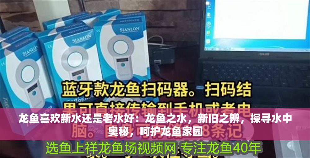 龍魚喜歡新水還是老水好：龍魚之水，新舊之辨，探尋水中奧秘，呵護(hù)龍魚家園
