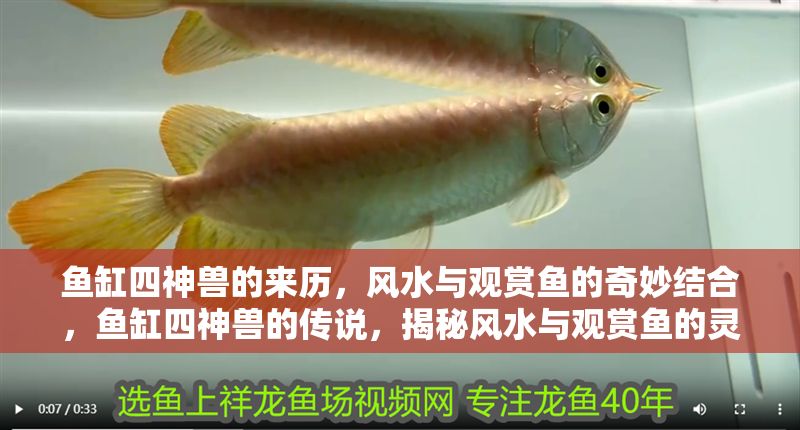 魚缸四神獸的來歷，風(fēng)水與觀賞魚的奇妙結(jié)合，魚缸四神獸的傳說，揭秘風(fēng)水與觀賞魚的靈性共生