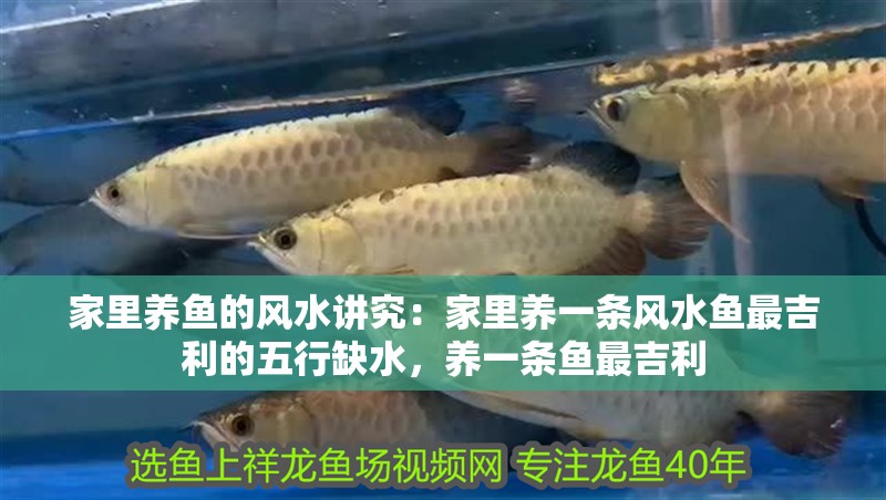 家里養魚的風水講究：家里養一條風水魚最吉利的五行缺水，養一條魚最吉利