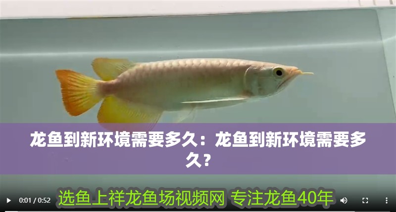 龍魚到新環(huán)境需要多久：龍魚到新環(huán)境需要多久？