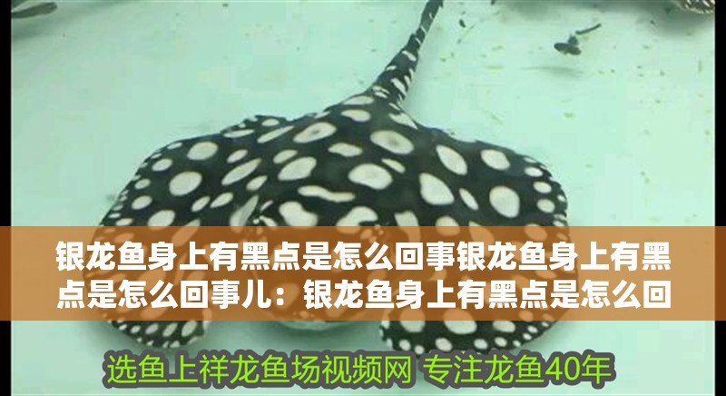 銀龍魚身上有黑點是怎么回事銀龍魚身上有黑點是怎么回事兒：銀龍魚身上有黑點是怎么回事兒