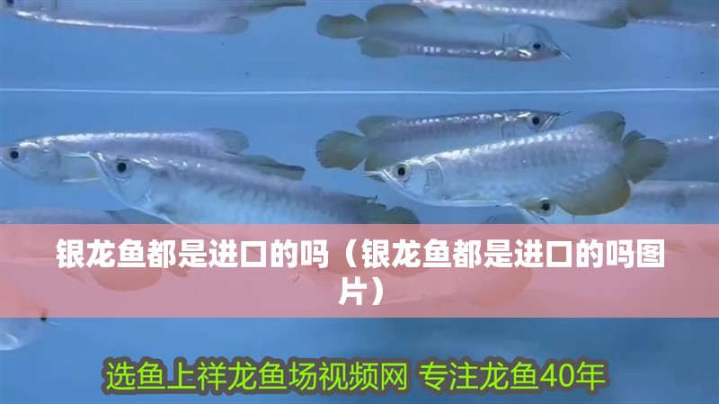 銀龍魚都是進口的嗎（銀龍魚都是進口的嗎圖片）