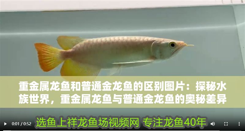 重金屬龍魚和普通金龍魚的區別圖片：探秘水族世界，重金屬龍魚與普通金龍魚的奧秘差異