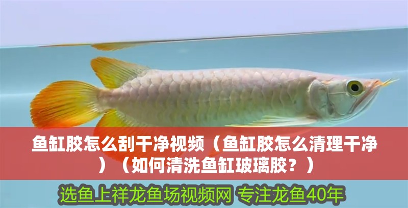 魚缸膠怎么刮干凈視頻（魚缸膠怎么清理干凈）（如何清洗魚缸玻璃膠？）