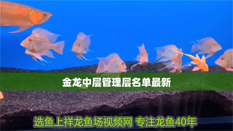 金龍中層管理層名單最新 金龍中層管理層名單最新 龍魚論壇