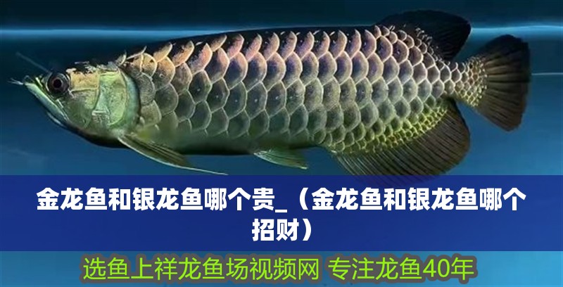 金龍魚和銀龍魚哪個貴_（金龍魚和銀龍魚哪個招財）