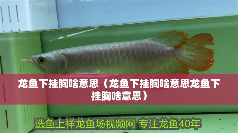龍魚下掛胸啥意思（龍魚下掛胸啥意思龍魚下掛胸啥意思）