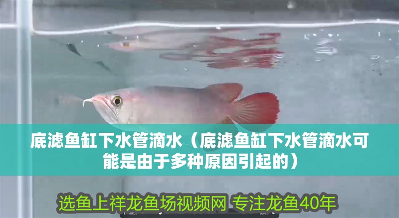 底濾魚(yú)缸下水管滴水（底濾魚(yú)缸下水管滴水可能是由于多種原因引起的）