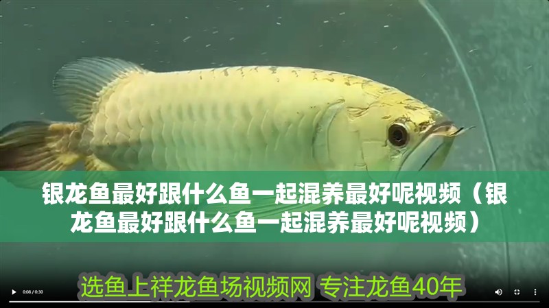 銀龍魚最好跟什么魚一起混養(yǎng)最好呢視頻（銀龍魚最好跟什么魚一起混養(yǎng)最好呢視頻）