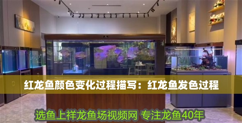 魚缸用增氧泵價(jià)格是多少:魚缸增氧機(jī)-xtrac增氧機(jī)-xtrac增氧機(jī) 紅龍魚顏色變化過(guò)程描寫:紅龍魚發(fā)色過(guò)程 龍魚百科 紅龍魚顏色變化過(guò)程描寫:紅龍魚發(fā)色過(guò)程 紅龍魚顏色變化過(guò)程描寫:紅龍魚發(fā)色過(guò)程 龍魚百科