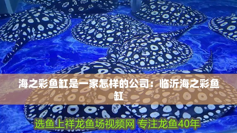 海之彩魚缸是一家怎樣的公司：臨沂海之彩魚缸