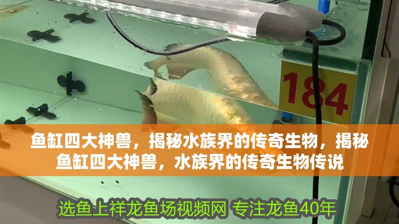 魚缸四大神獸，揭秘水族界的傳奇生物，揭秘魚缸四大神獸，水族界的傳奇生物傳說