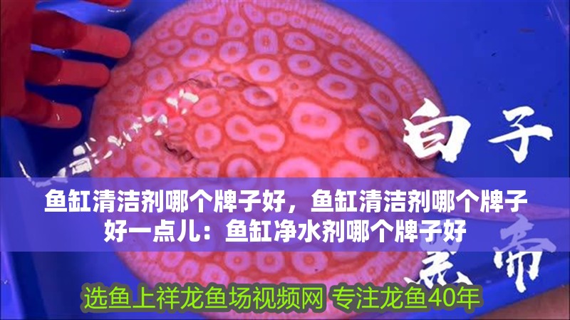 魚缸清潔劑哪個牌子好，魚缸清潔劑哪個牌子好一點兒：魚缸凈水劑哪個牌子好