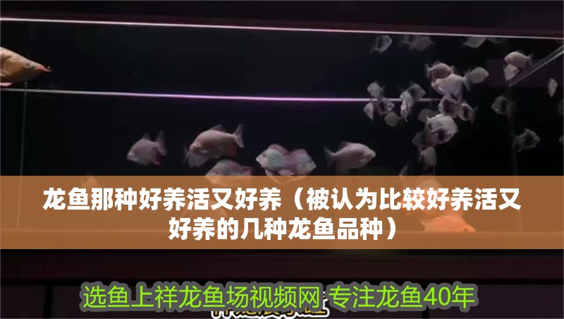 龍魚那種好養活又好養（被認為比較好養活又好養的幾種龍魚品種）