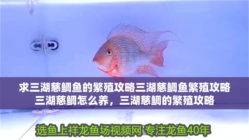 求三湖慈鯛魚的繁殖攻略三湖慈鯛魚繁殖攻略三湖慈鯛怎么養(yǎng)，三湖慈鯛的繁殖攻略