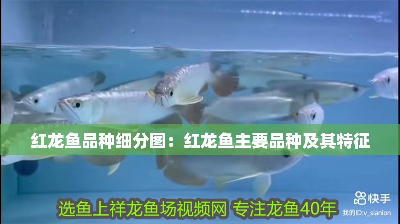 紅龍魚品種細分圖：紅龍魚主要品種及其特征