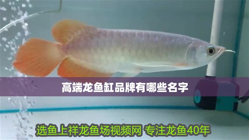高端龍魚缸品牌有哪些名字