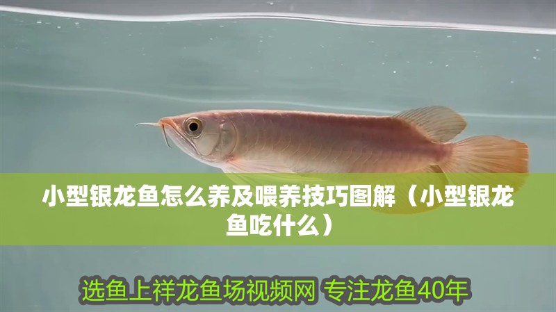 小型銀龍魚(yú)怎么養(yǎng)及喂養(yǎng)技巧圖解（小型銀龍魚(yú)吃什么）