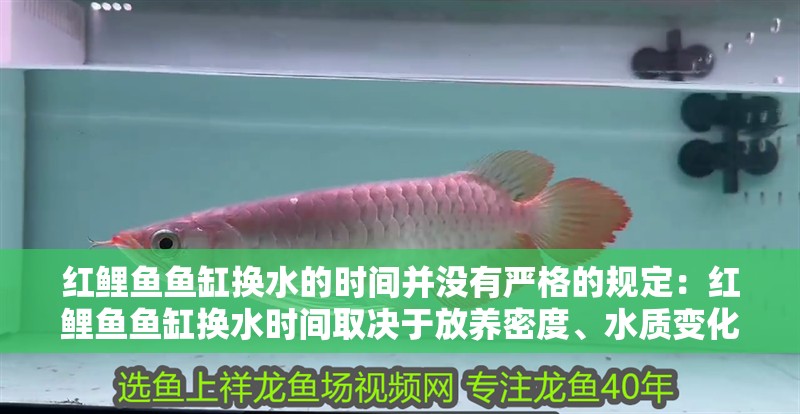 紅鯉魚(yú)魚(yú)缸換水的時(shí)間并沒(méi)有嚴(yán)格的規(guī)定：紅鯉魚(yú)魚(yú)缸換水時(shí)間取決于放養(yǎng)密度、水質(zhì)變化等因素