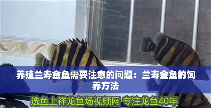 養(yǎng)殖蘭壽金魚需要注意的問題：蘭壽金魚的飼養(yǎng)方法 養(yǎng)殖蘭壽金魚需要注意的問題：蘭壽金魚的飼養(yǎng)方法 魚缸百科