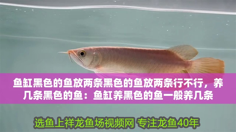 魚缸黑色的魚放兩條黑色的魚放兩條行不行，養幾條黑色的魚：魚缸養黑色的魚一般養幾條