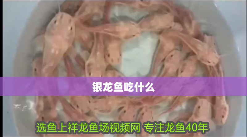 銀龍魚(yú)吃什么