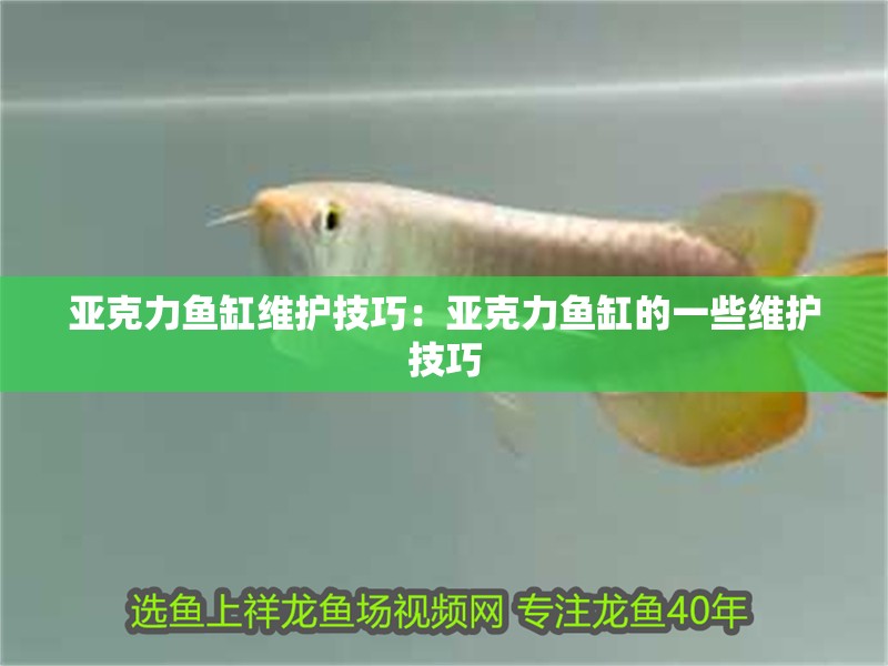亞克力魚缸維護技巧：亞克力魚缸的一些維護技巧 亞克力魚缸維護技巧：亞克力魚缸的一些維護技巧 魚缸百科