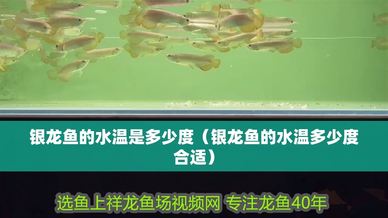 銀龍魚(yú)的水溫是多少度（銀龍魚(yú)的水溫多少度合適）