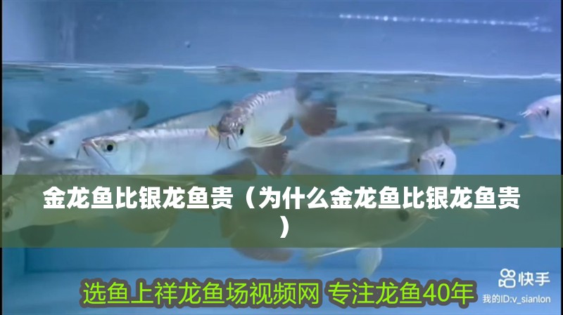 金龍魚比銀龍魚貴（為什么金龍魚比銀龍魚貴）
