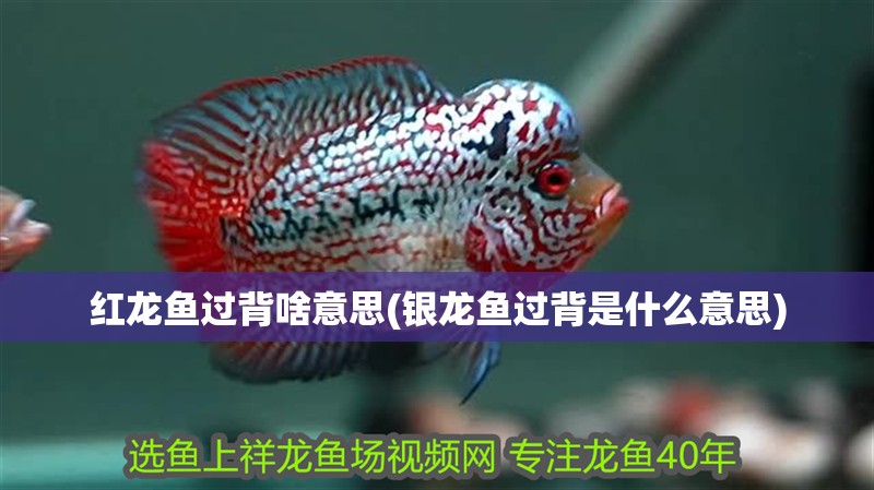 紅龍魚過背啥意思(銀龍魚過背是什么意思) 紅龍魚過背啥意思(銀龍魚過背是什么意思) 銀龍魚百科