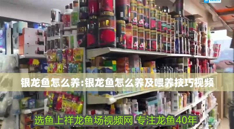銀龍魚怎么養:銀龍魚怎么養及喂養技巧視頻