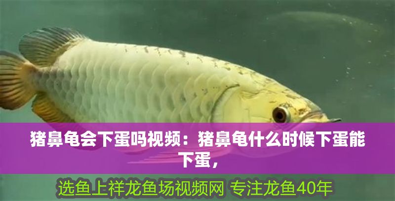 豬鼻龜會下蛋嗎視頻：豬鼻龜什么時候下蛋能下蛋，