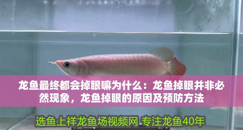 龍魚最終都會掉眼嘛為什么：龍魚掉眼并非必然現象，龍魚掉眼的原因及預防方法