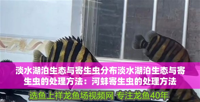 淡水湖泊生態(tài)與寄生蟲(chóng)分布淡水湖泊生態(tài)與寄生蟲(chóng)的處理方法：河蚌寄生蟲(chóng)的處理方法