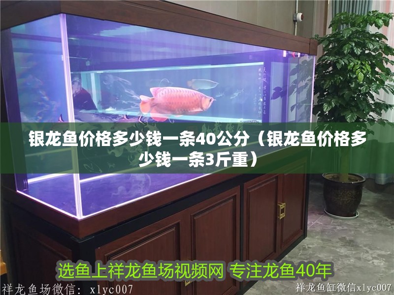 銀龍魚價格多少錢一條40公分（銀龍魚價格多少錢一條3斤重） 銀龍魚價格多少錢一條40公分（銀龍魚價格多少錢一條3斤重） 銀龍魚百科