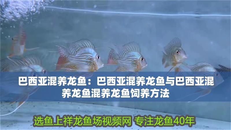 巴西亞混養龍魚：巴西亞混養龍魚與巴西亞混養龍魚混養龍魚飼養方法