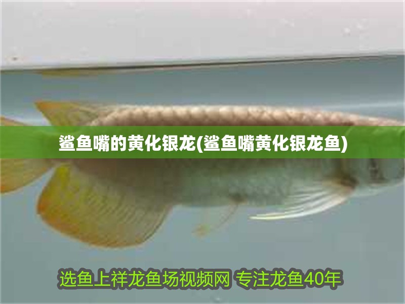鯊魚嘴的黃化銀龍(鯊魚嘴黃化銀龍魚) 鯊魚嘴的黃化銀龍(鯊魚嘴黃化銀龍魚) 銀龍魚百科