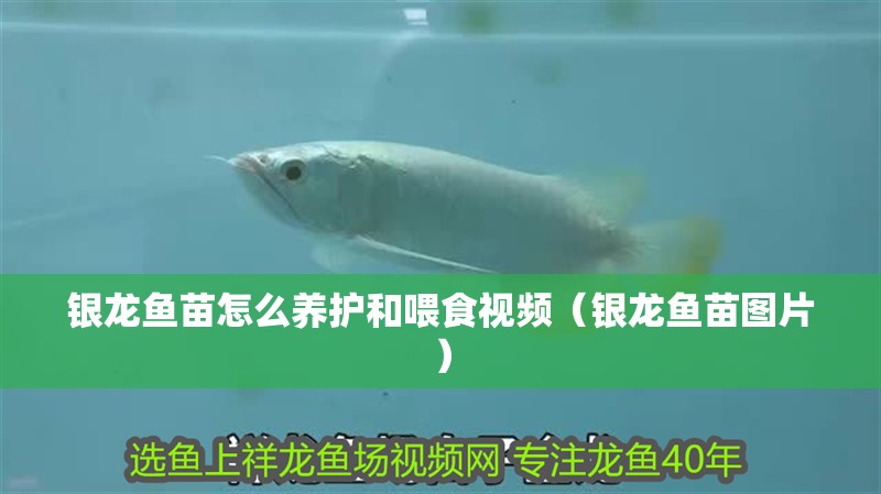 銀龍魚苗怎么養護和喂食視頻（銀龍魚苗圖片）