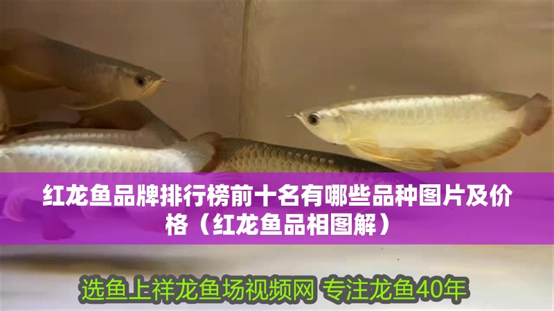 紅龍魚品牌排行榜前十名有哪些品種圖片及價格（紅龍魚品相圖解）