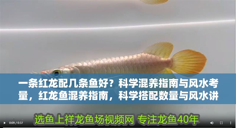 一條紅龍配幾條魚好？科學混養指南與風水考量，紅龍魚混養指南，科學搭配數量與風水講究 一條紅龍配幾條魚好？科學混養指南與風水考量，紅龍魚混養指南，科學搭配數量與風水講究 龍魚百科 第1張