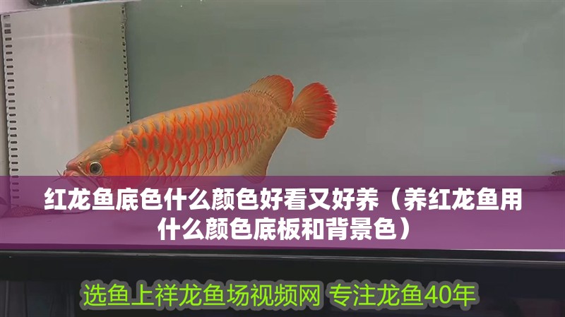 紅龍魚底色什么顏色好看又好養(yǎng)（養(yǎng)紅龍魚用什么顏色底板和背景色）