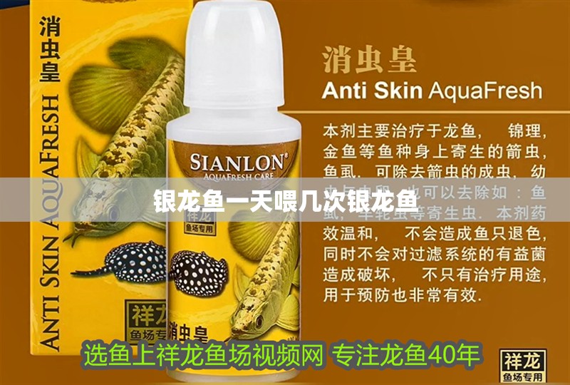 銀龍魚一天喂幾次銀龍魚
