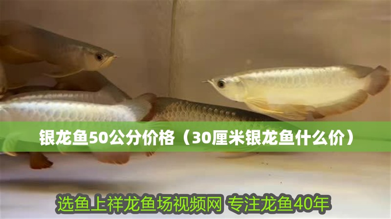 銀龍魚50公分價格（30厘米銀龍魚什么價）