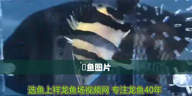 鳡魚圖片