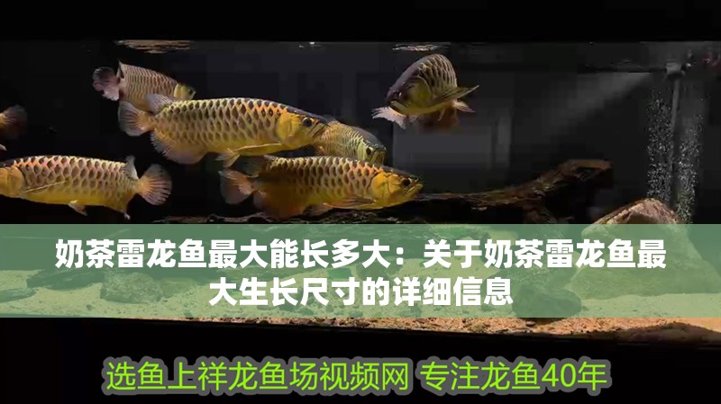 奶茶雷龍魚最大能長多大：關于奶茶雷龍魚最大生長尺寸的詳細信息