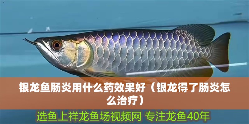 銀龍魚腸炎用什么藥效果好（銀龍得了腸炎怎么治療）