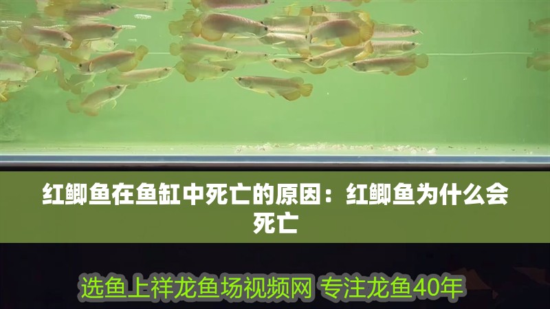 紅鯽魚在魚缸中死亡的原因：紅鯽魚為什么會死亡