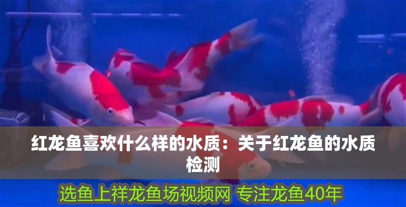 紅龍魚喜歡什么樣的水質(zhì)：關(guān)于紅龍魚的水質(zhì)檢測